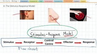 What is the Stimulus Response Model