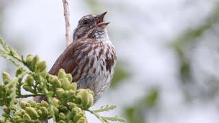 Why Don't Birds Have Teeth? | Encyclopaedia Britannica