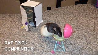 Summer Rat Tricks - Compilation!