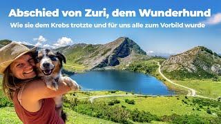 Abschied von meinem Hund Zuri