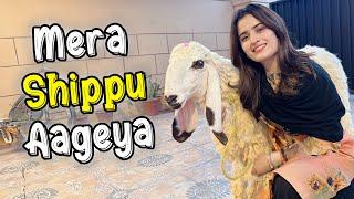 Mera Shippu Wapis Aageya  | Mera Qurbani Ka Janwar ️