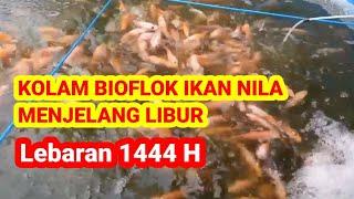 Kolam Bioflok Menjelang libur Idul Fitri 2023