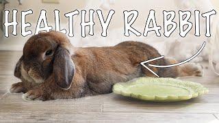5 Signs Your Rabbit is Healthy