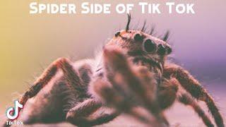Spider Side of Tik Tok