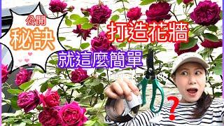 【保存版】打造花牆不求人！如何用鋁線讓爬藤玫瑰服貼於牆面上｜How to training climbing roses on a wall with wire