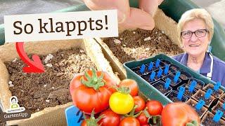 So gelingt die Tomaten-Ansaat auch ohne viel Erfahrung - Schritt für Schritt erklärt