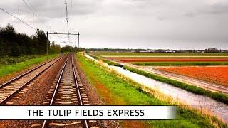  Driving through Tulip Fields in Holland: My favorite ride! Den Haag - Amsterdam VIRM 25/4/2024