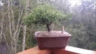 How To Plant A Bonsai Tree (one year later)