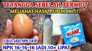 TERBUKTI..!! Ketika di separy Hasilnya luar biasa cara membuat NPK cair untuk tanaman padi