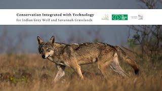 Conservation Integrated with Technology for Indian Grey Wolf and Savannah Grasslands