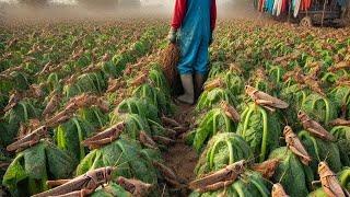 How Chinese Farmers Use BILLIONS of Locusts to Raise and Consume