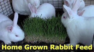 Inexpensive & Healthy Rabbit Feed by @GettinJunkDone