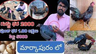 Top Most Peru Breeders at markapuram నాటు జాతీ కోళ్లు Pandem kollu Bhimavaram Jathi Kollu| MeFocusTv