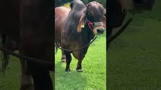 Red Brahman Bull