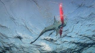 Shark attacks my SMB - Oceanic Whitetip at Elphinstone/Red Sea