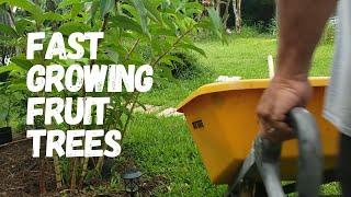 3 Tips To Make Fruit Trees Grow Faster