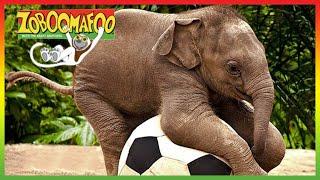 ZOBOOMAFOO - CUTE ANIMALS | Full Episode | Animal Shows For Kids | TV Shows For Children
