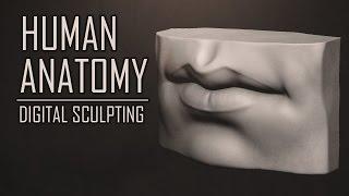 ZBrush Human Anatomy - Mouth