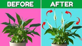 Top 5 Peace Lily Care Tips You Need to Know