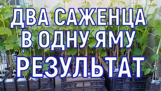 21.04.2024 Уплотнённая посадка винограда (два саженца в одну яму). Результат спустя три года.