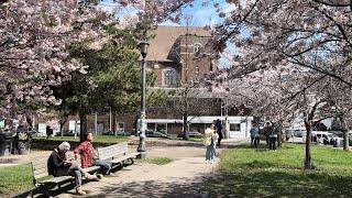Toronto Cherry Blossom Season Tour of  Trinity Bellwoods Park | Canada Travel Guide 4K