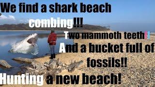 Beachcombing uk, WE FIND A LIVE SHARK!! FOSSILS GALORE!