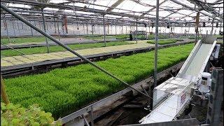 2000 Pounds of Microgreens Per Week?! See How This Farm is Dominating the Game with Curtis Stone