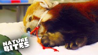 Jung the Red Panda Passes Away |  Nature Bites