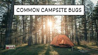 Common Campsite Bugs