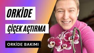 Orkide Çiçek Açmıyor Neden? | Orkide Bakımı & Çiçek Açtırma Önerileri