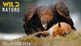 THE SWISS ALPS | Secrets of the Apex Hunters | Animal documentary