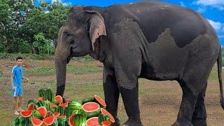 PHD | Thử Thách Voi Ăn Dưa Hấu | Challenge Elephant Eat Watermelon