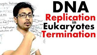 Eukaryotic DNA replication termination | DNA replication in eukaryotes lecture 3