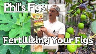 Keep It Simple, Fertilizing A Fig Tree In Spring