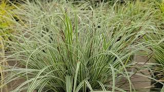 Carex Evercolor® Eversheen®, Everglow® & Everest®  (Sedge ) // GREAT Evergreen Color & Texture