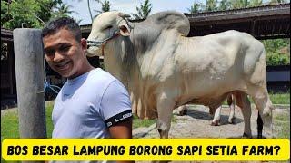 Bos2 Besar Dari Lampung Grebeg Setia Farm.Akankah Borong Sapi2 Monster Mas Hermawan?