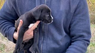 Traditional Cane Corso Puppy - San Rocco Cane Corso