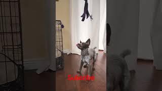 chocolate heeler training