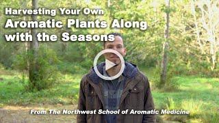How to Wild-Harvest Aromatic Plants Seasonally for the Highest Potency