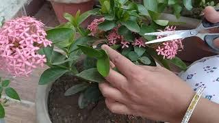 How to do Pruning/Cutting of ixora plant