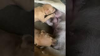 Breastfeeding puppies