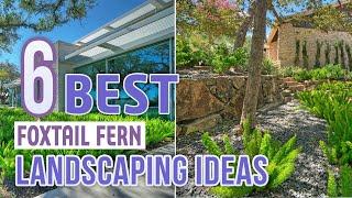 6 Best Foxtail Fern Landscaping Ideas