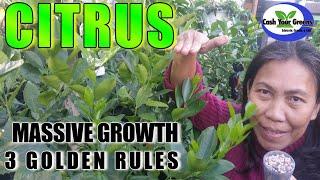 HOW TO GROW CITRUS TREES WITH MASSIVE GROWTH / Growing Citrus 3 Rules / Bonus: Growing Citrus Indoor