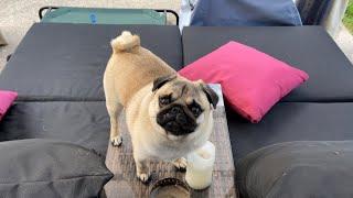 What do the Puggies do? What does Henry Pug do?