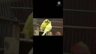 Colorful parrots#birds#shorts#MOJOJOJO REACTION#