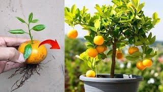 Best ideas skills! Growing to oranges tree from orange fruit in a pots