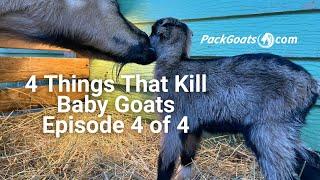 4 Things That Kill Baby Goats Episode 4 of 4