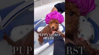 Cute puppy bath routine #ASMR #puppy #puppybathroutine #dogbath #dogmom #asmrsounds #satisfying