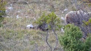 Brown bear, mother with two cubs