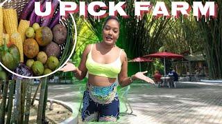 U PICK FARM Chaguaramas , Trinidad | Trinidad Youtuber.